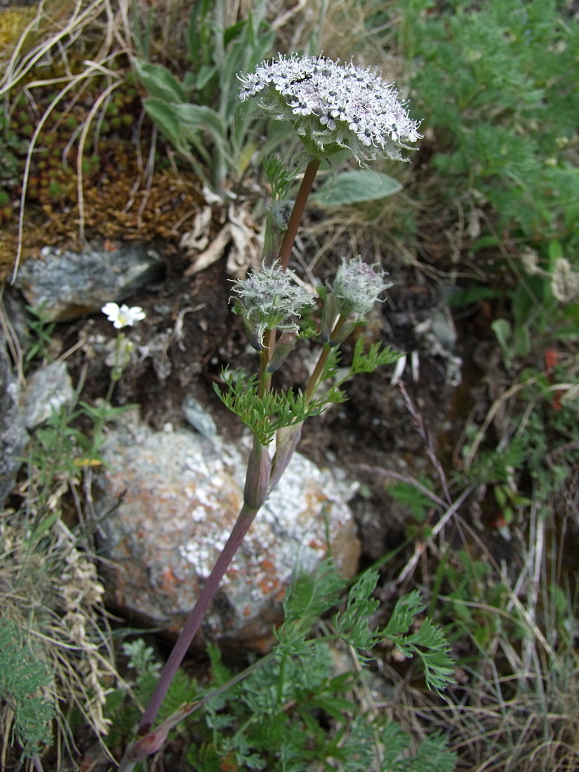 ������������� ����������