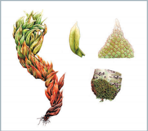 ������� ���������