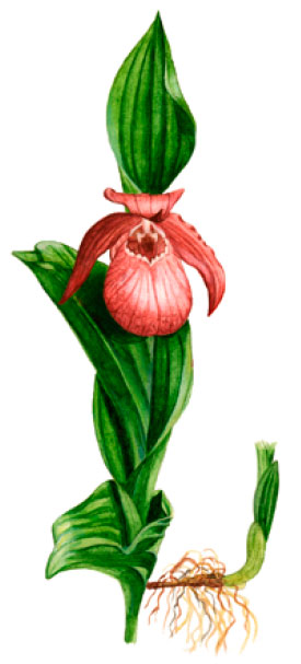 ������� �������� ���������������