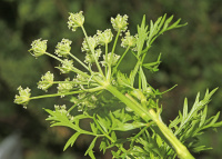 ������� ��������