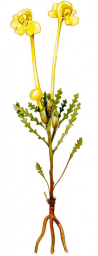 ������� ������������