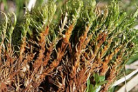 �������� ����������