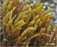 ����������� ��������