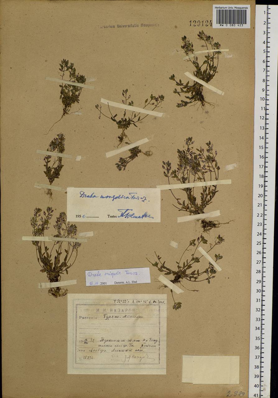 ������ �����������