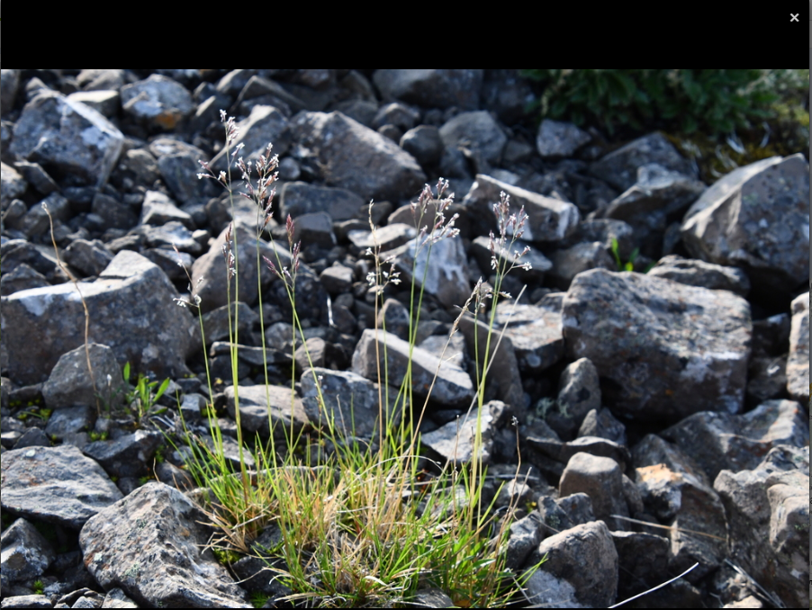 ������ ���������