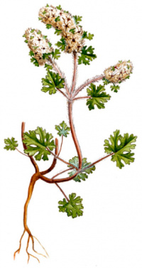 �������� ��������������