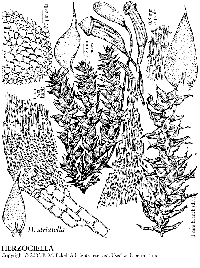 ����������� ��������������