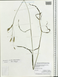 ������ �������