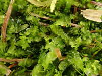 ��������� ���������