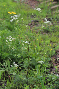 ���������������� ������� (������)