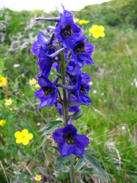 ��������� ��������