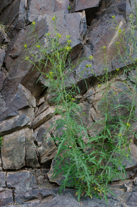 �������� ������������