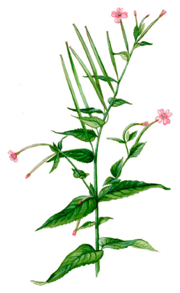 ������ ������