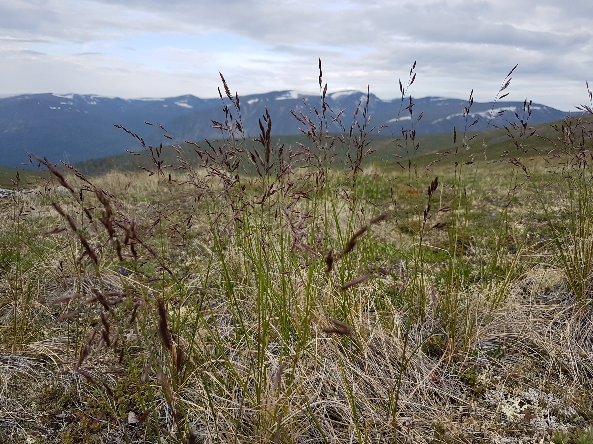 �������� ���������