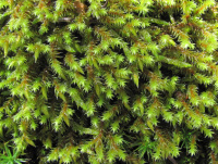 �������� ������