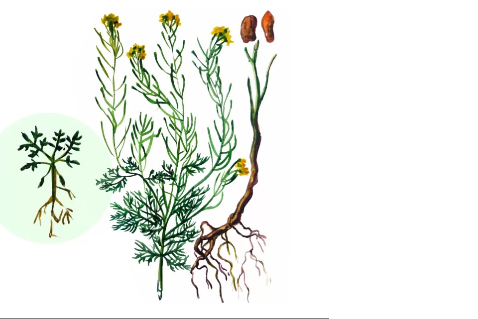 ���������� �����