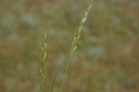 �������� ���������