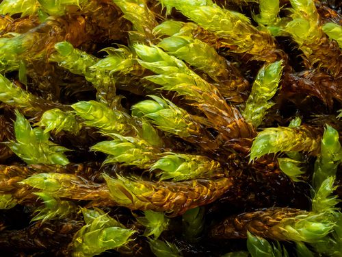 ��������� ���������-�����