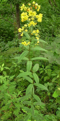 ��������� ��������