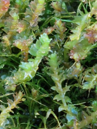 ������� �������