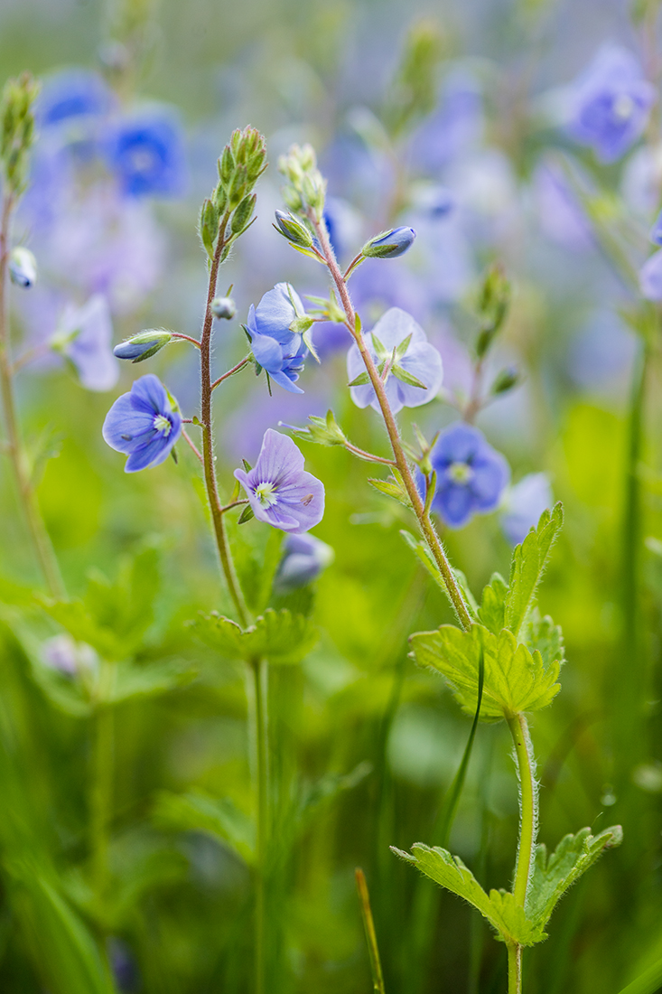 �������� ���������