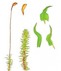 ������ �����������