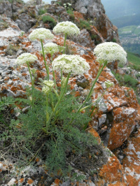 ������������� ���������