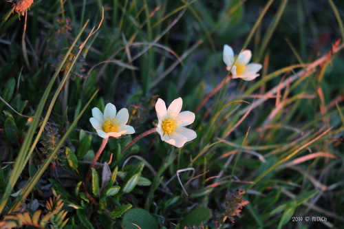 ������ ��������