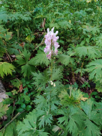 ����� ����������