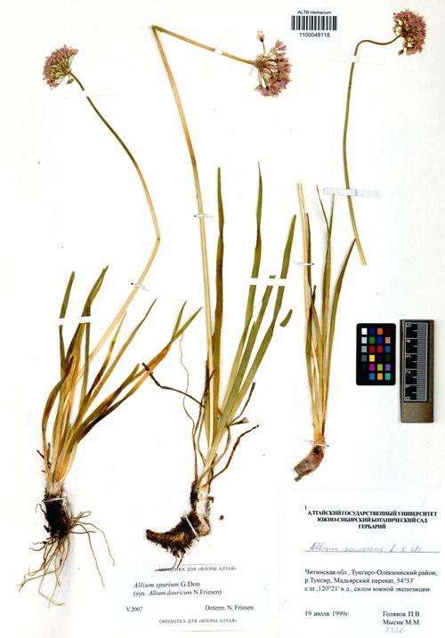 ��� ������