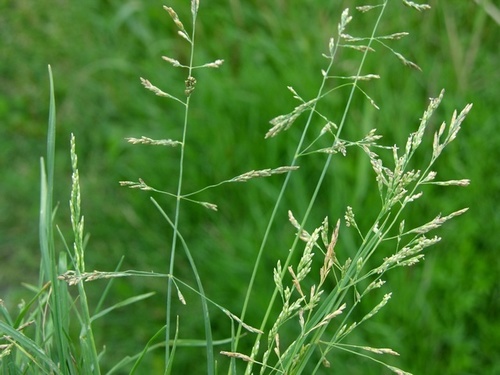 ����������� �������������