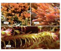 ��������� �����������