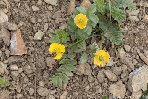 ����� �������