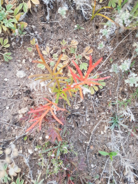 �������� ����������