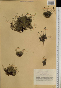 ������ ���������