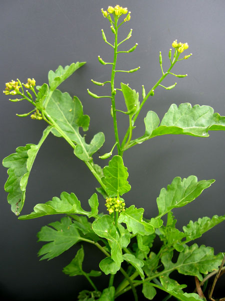 �������� ��������