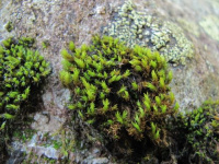 ������� ����������