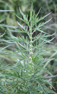 ������ �����������