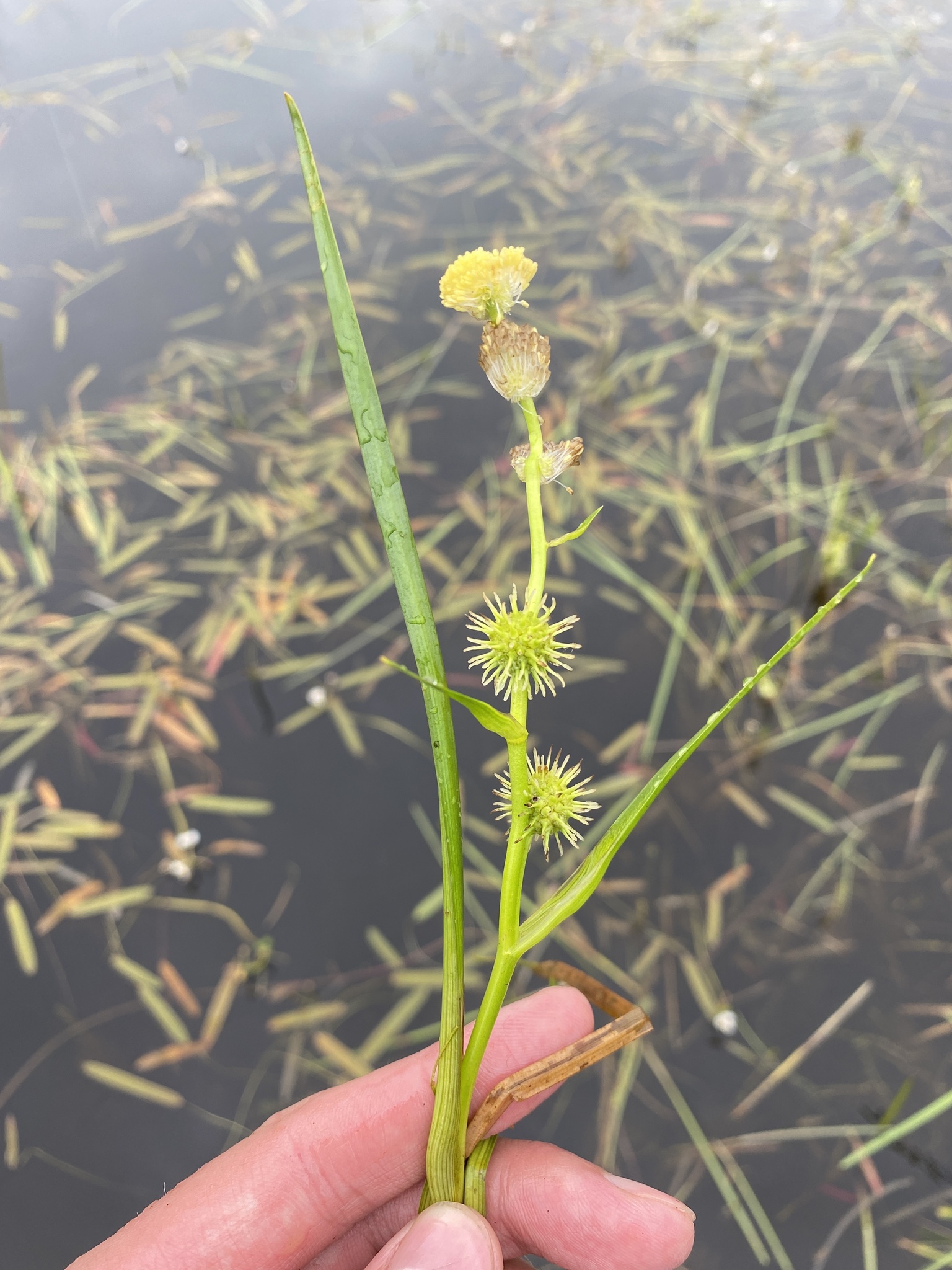 ����������� �������