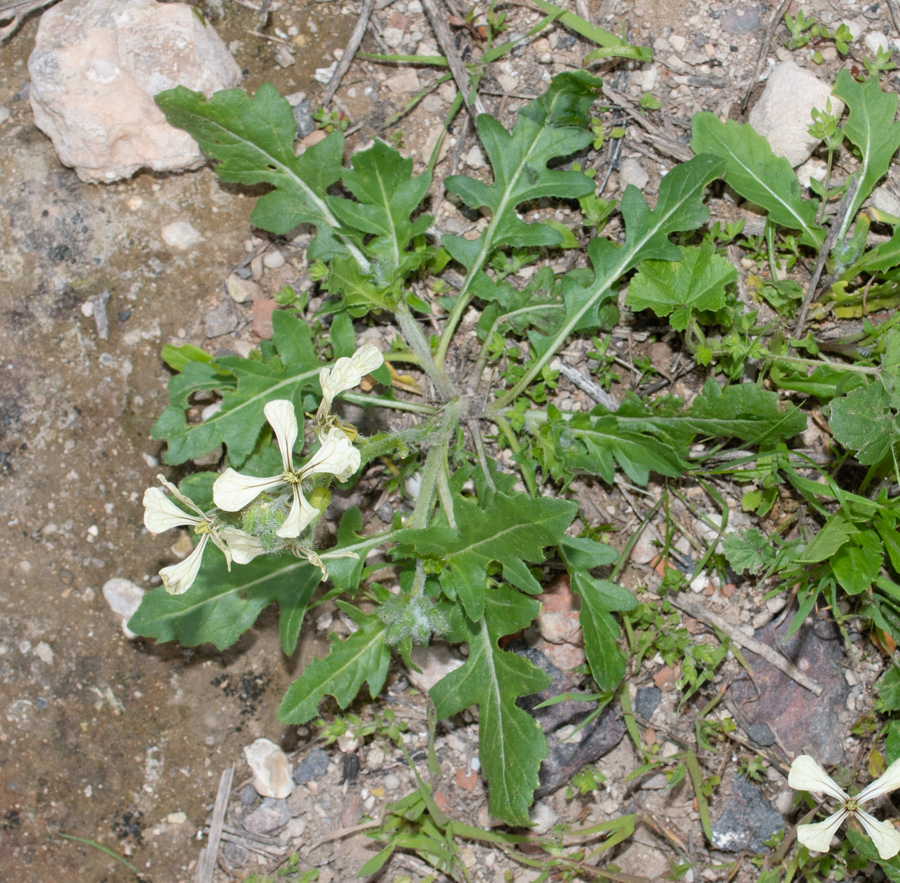 ����� ��������