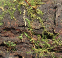 ����������� ����������