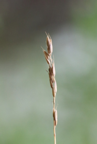 �������� ��������