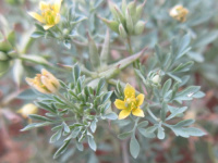 ���������� ����������