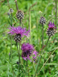 ������� �����������