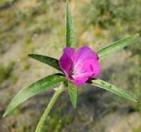 ������ ��������